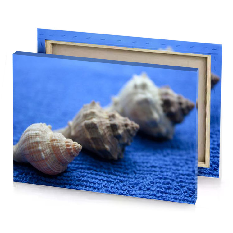 two shells on a blue surface cornflower canvas