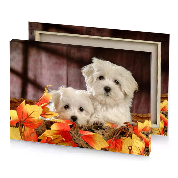 two small white dogs sitting on a pile of leaves silver canvas