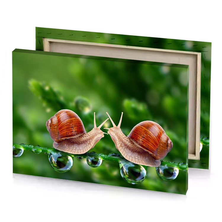 two snails are sitting on a leaf with water droplets firebrick canvas