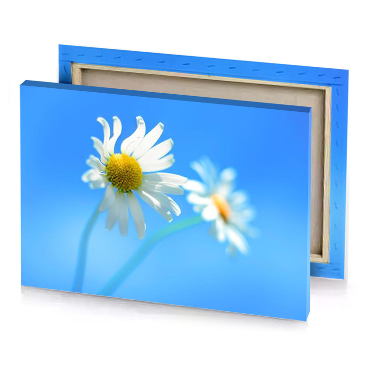 two white dai light sky blue canvas