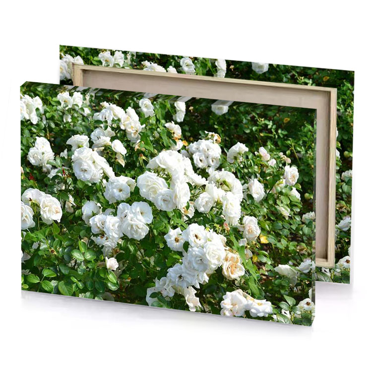 white roses in the garden platinum canvas