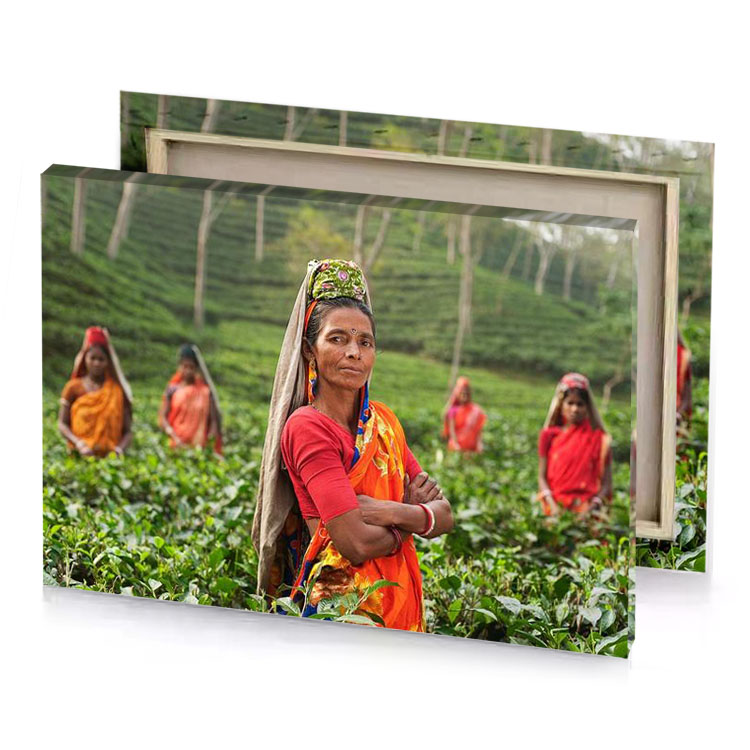 women picking tea leaves in a plantation dim gray canvas